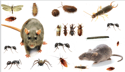 Invasive Pest Species Right in Your Backyard