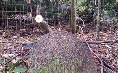 Termite Nest In Pullenvale