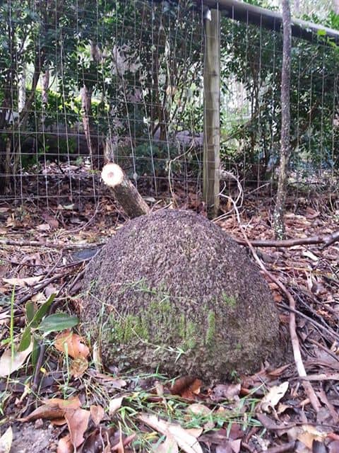 Termite Nest In Pullenvale