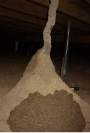 Termite Nests And Photos