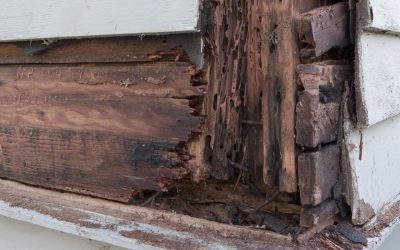 Are Termite Barriers Worth The Money?