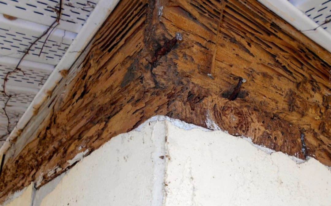 Should You Install Termite Barriers Before Summer?