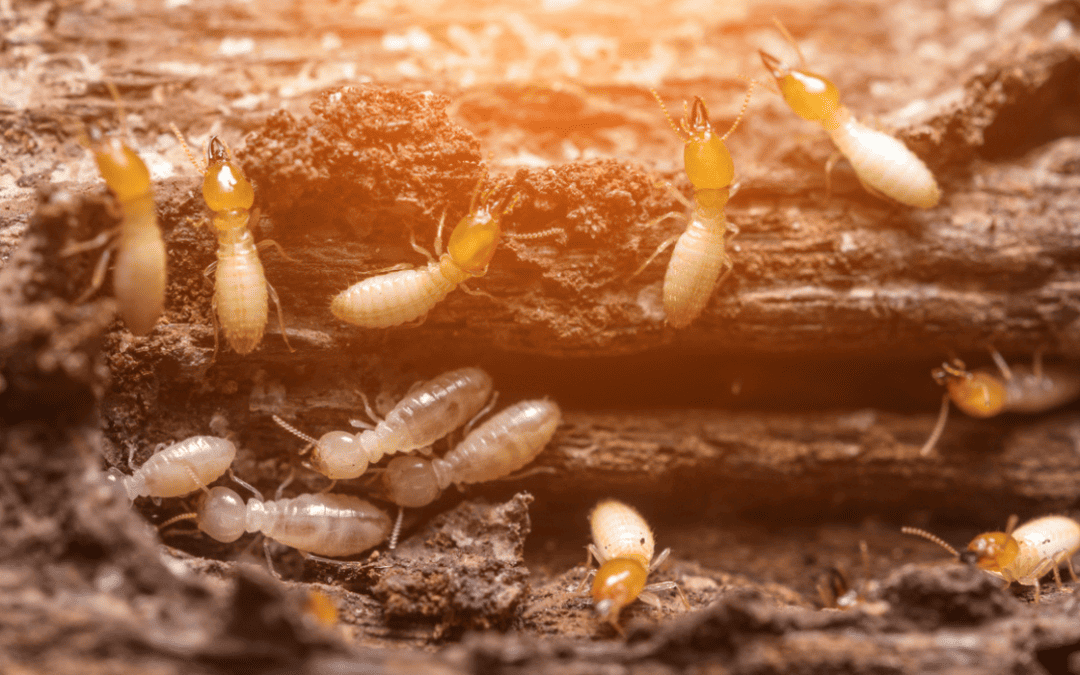 What Time Of Year Is Best To Spray For Termites?