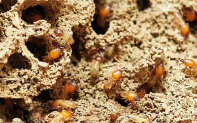 What Should I Do If I Suspect There Are Termites In My House?