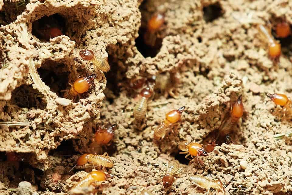 What Should I Do If I Suspect There Are Termites In My House?